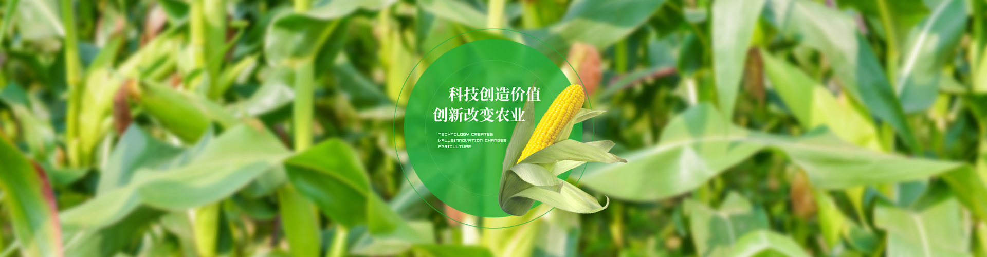 轮播图片一