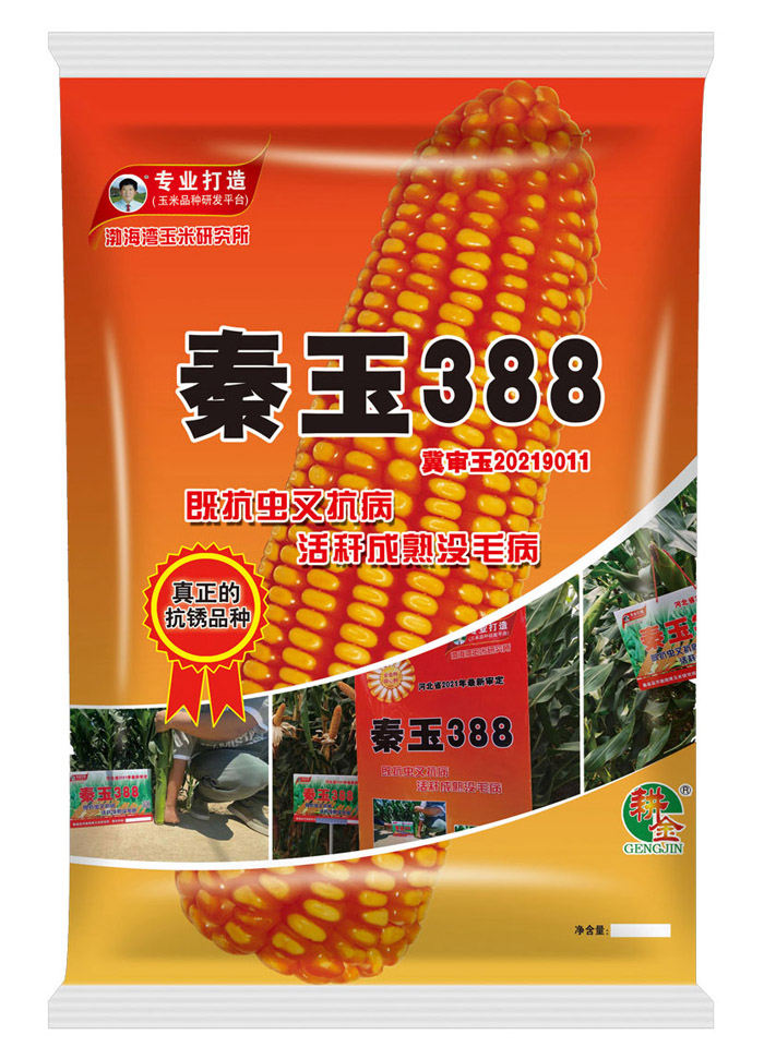 秦玉388