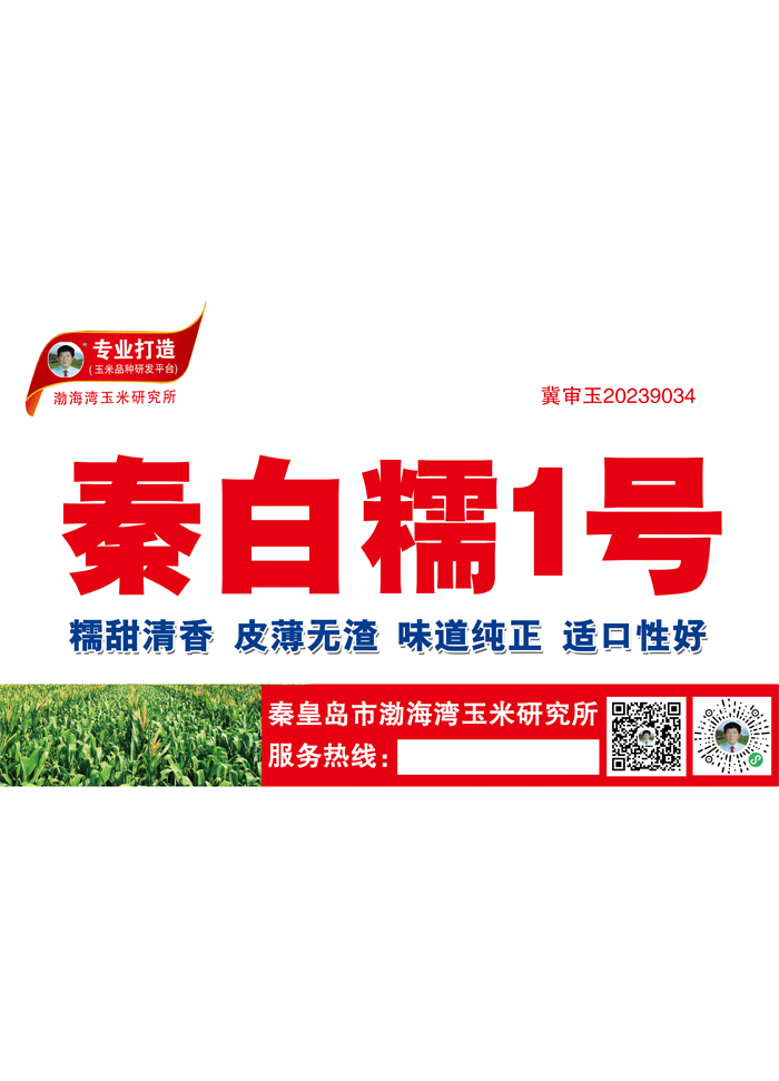 秦白糯1号